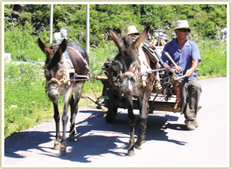 交通手段は動物たち。今も古きよき時代の中国が感じられます。